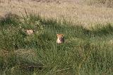 TANZANIA - Serengeti National Park - Leoni Lions - 06